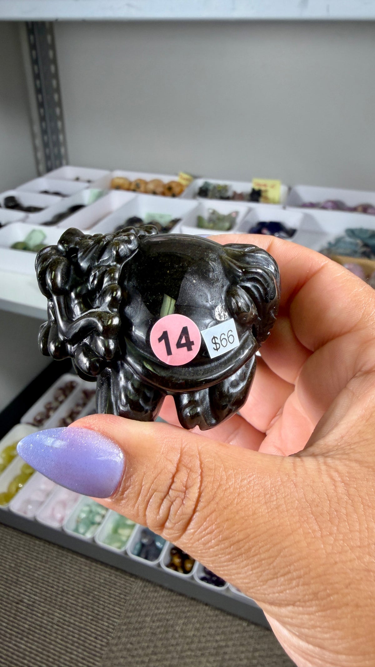 Gorgeous Gold Sheen Dragon Turtle | Opt 14