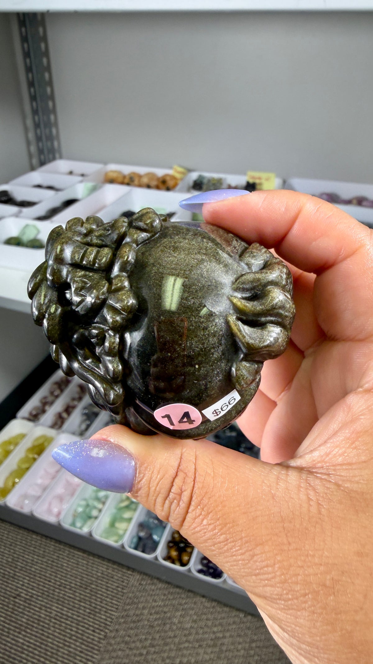 Gorgeous Gold Sheen Dragon Turtle | Opt 14