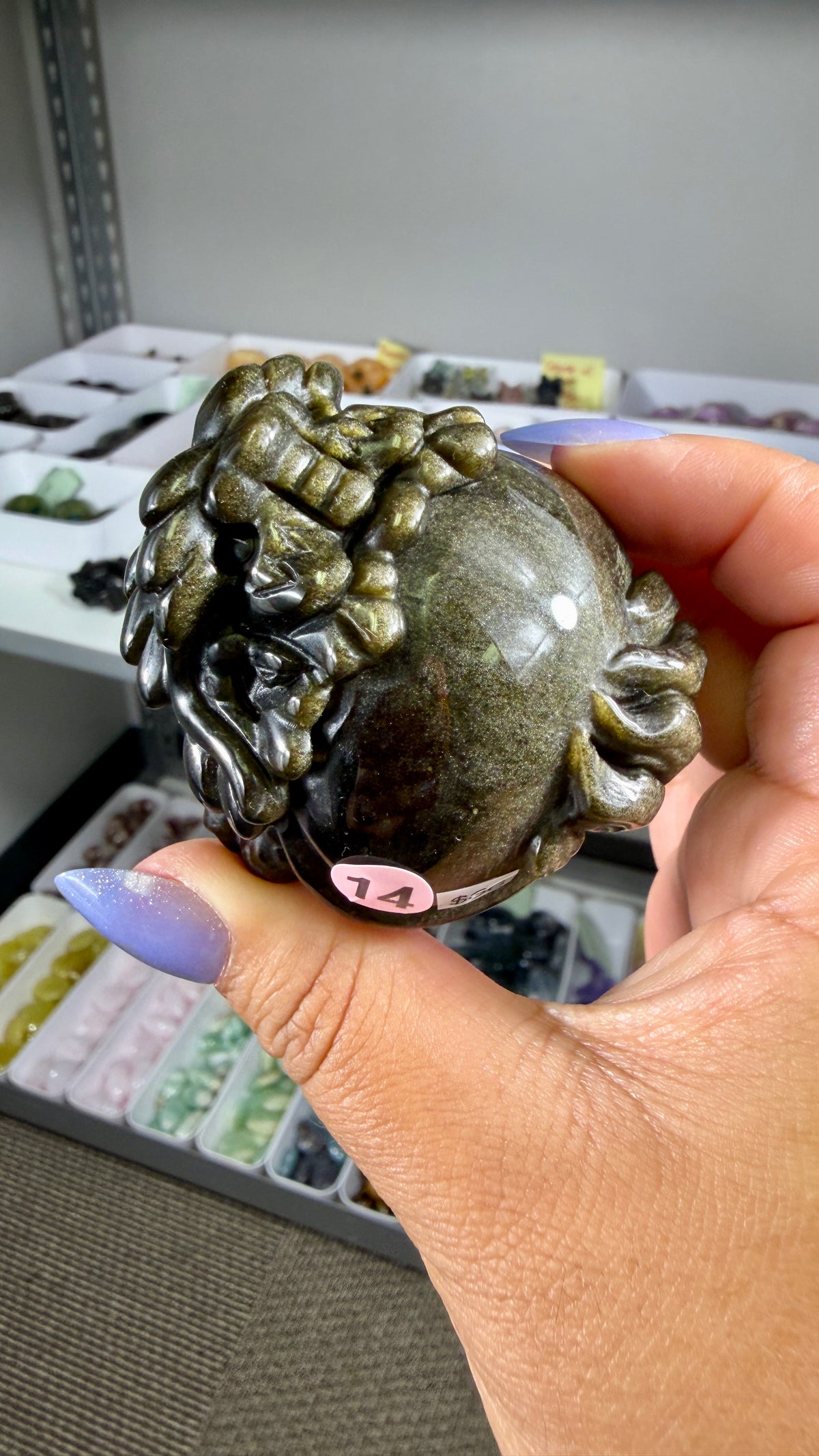 Gorgeous Gold Sheen Dragon Turtle | Opt 14
