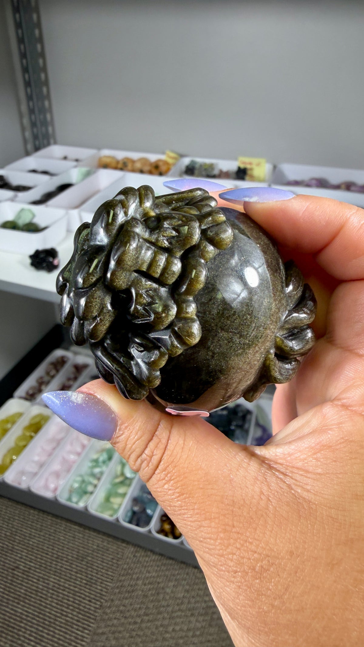 Gorgeous Gold Sheen Dragon Turtle | Opt 14