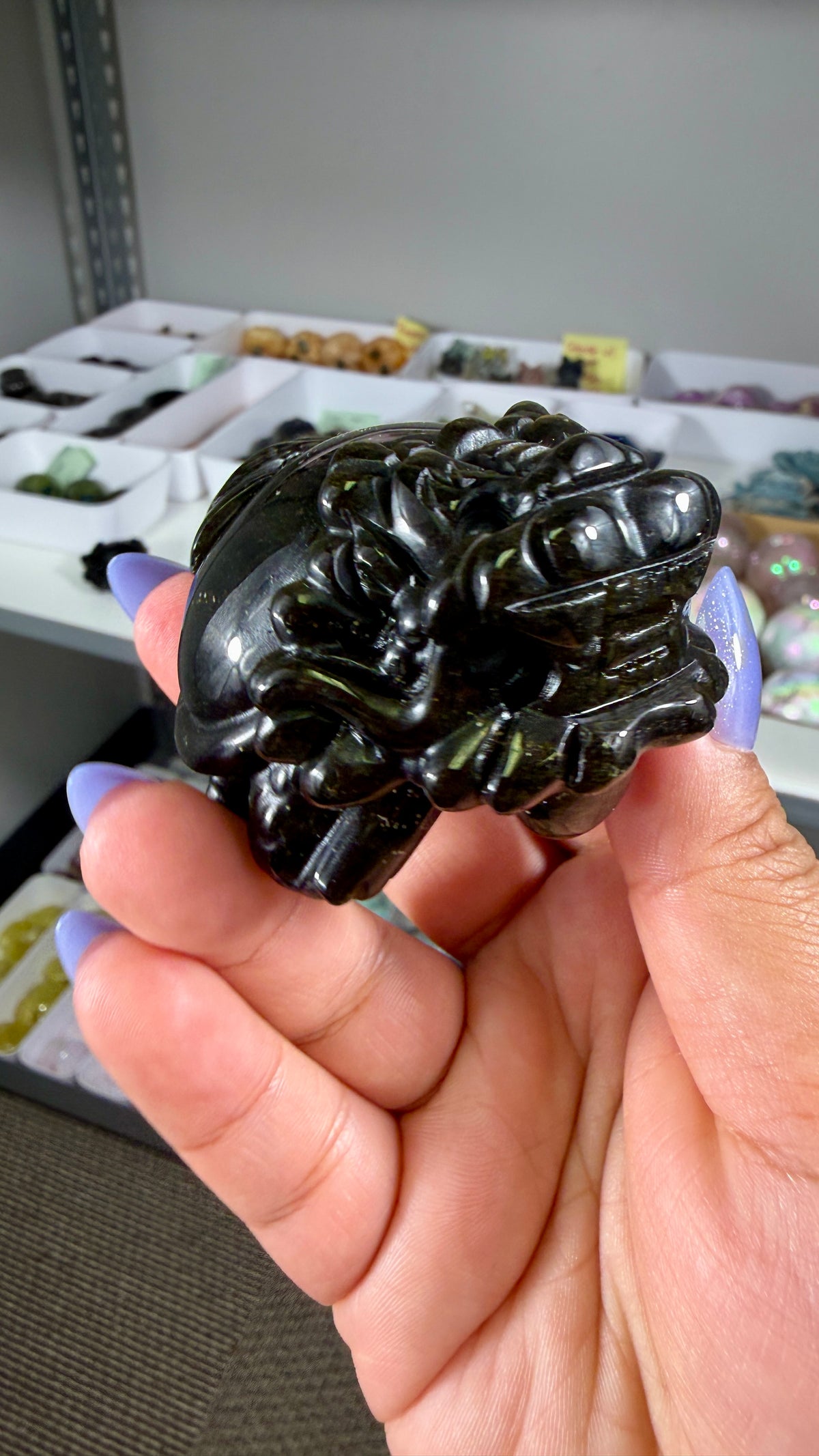 Gorgeous Gold Sheen Dragon Turtle | Opt 14