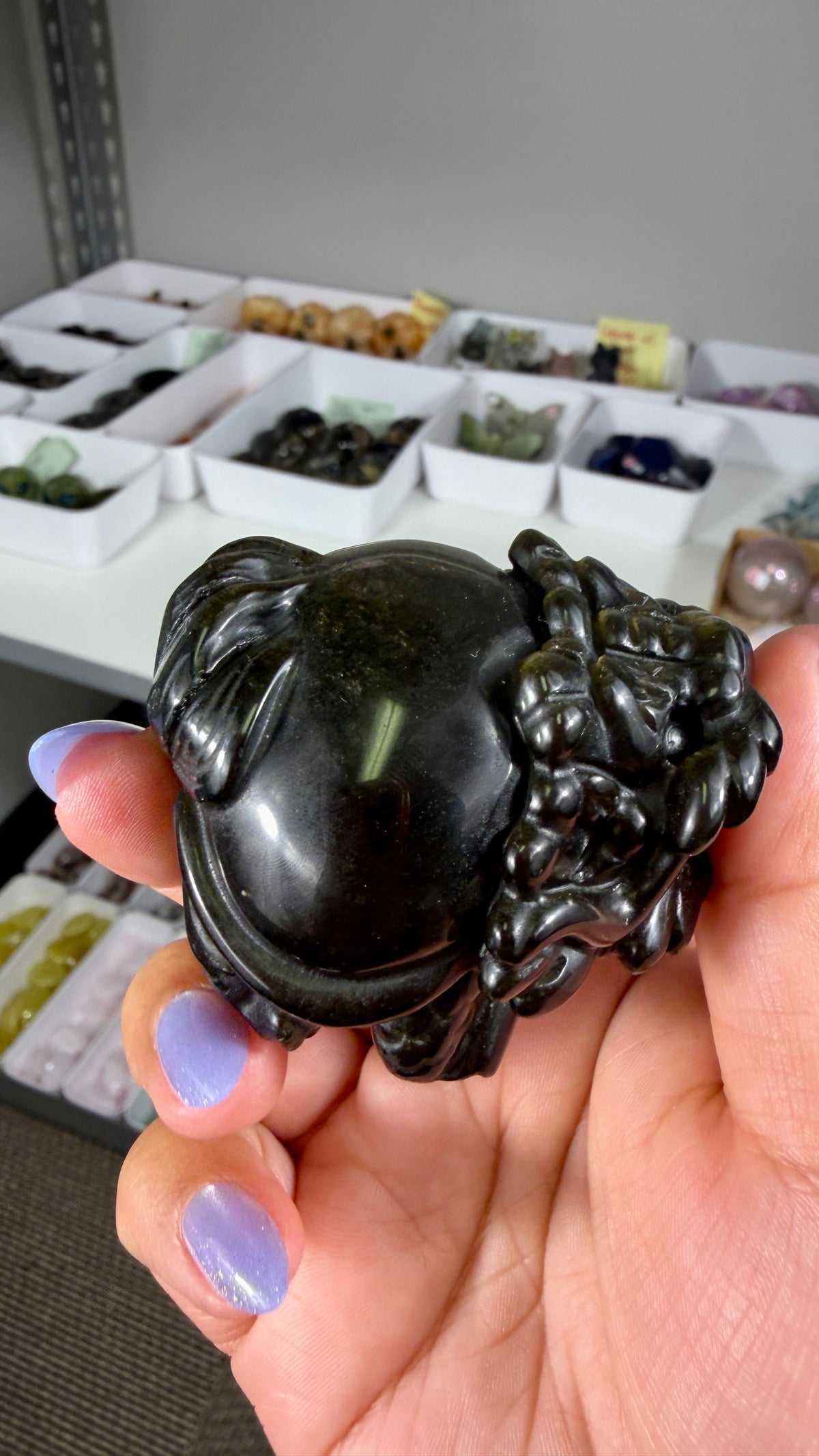 Gorgeous Gold Sheen Dragon Turtle | Opt 15