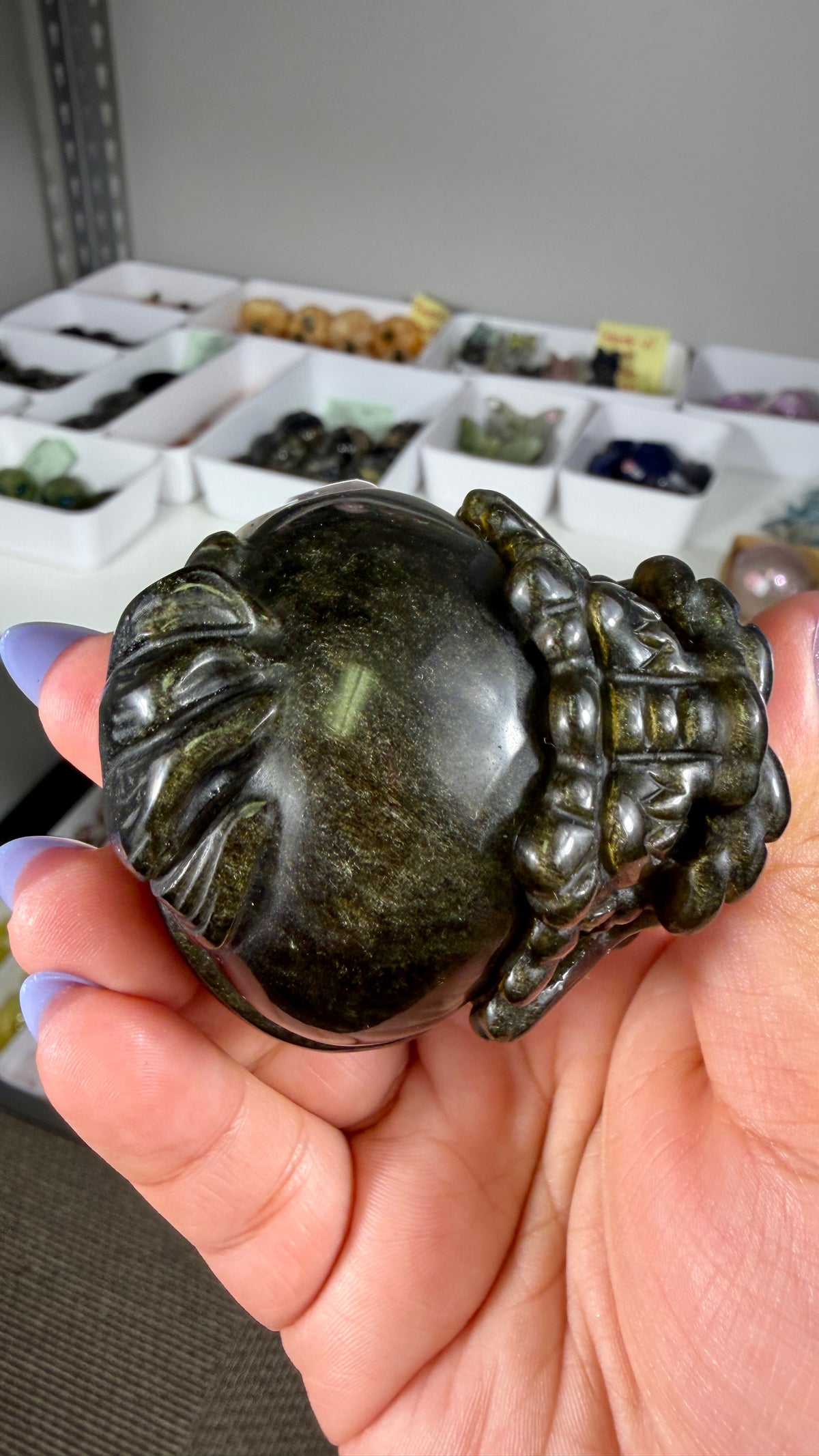 Gorgeous Gold Sheen Dragon Turtle | Opt 15