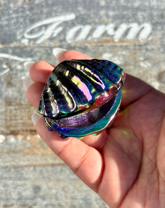 Gorgeous Aura Clam | Opt H