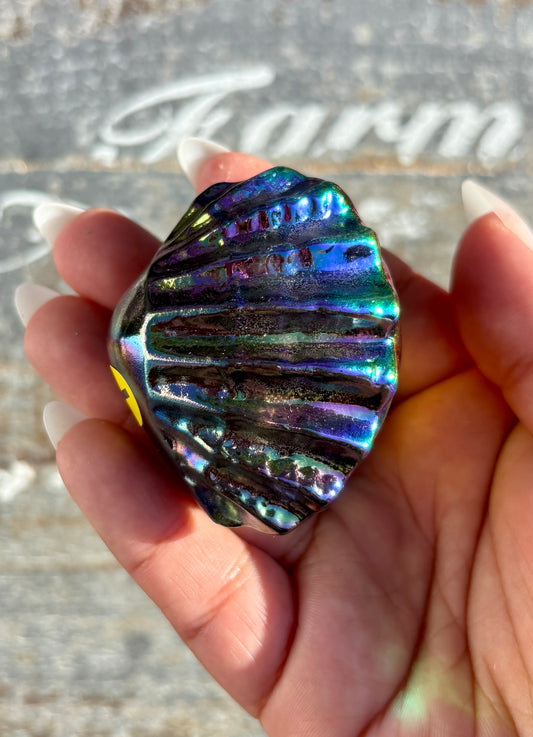 Gorgeous Aura Clam | Opt I