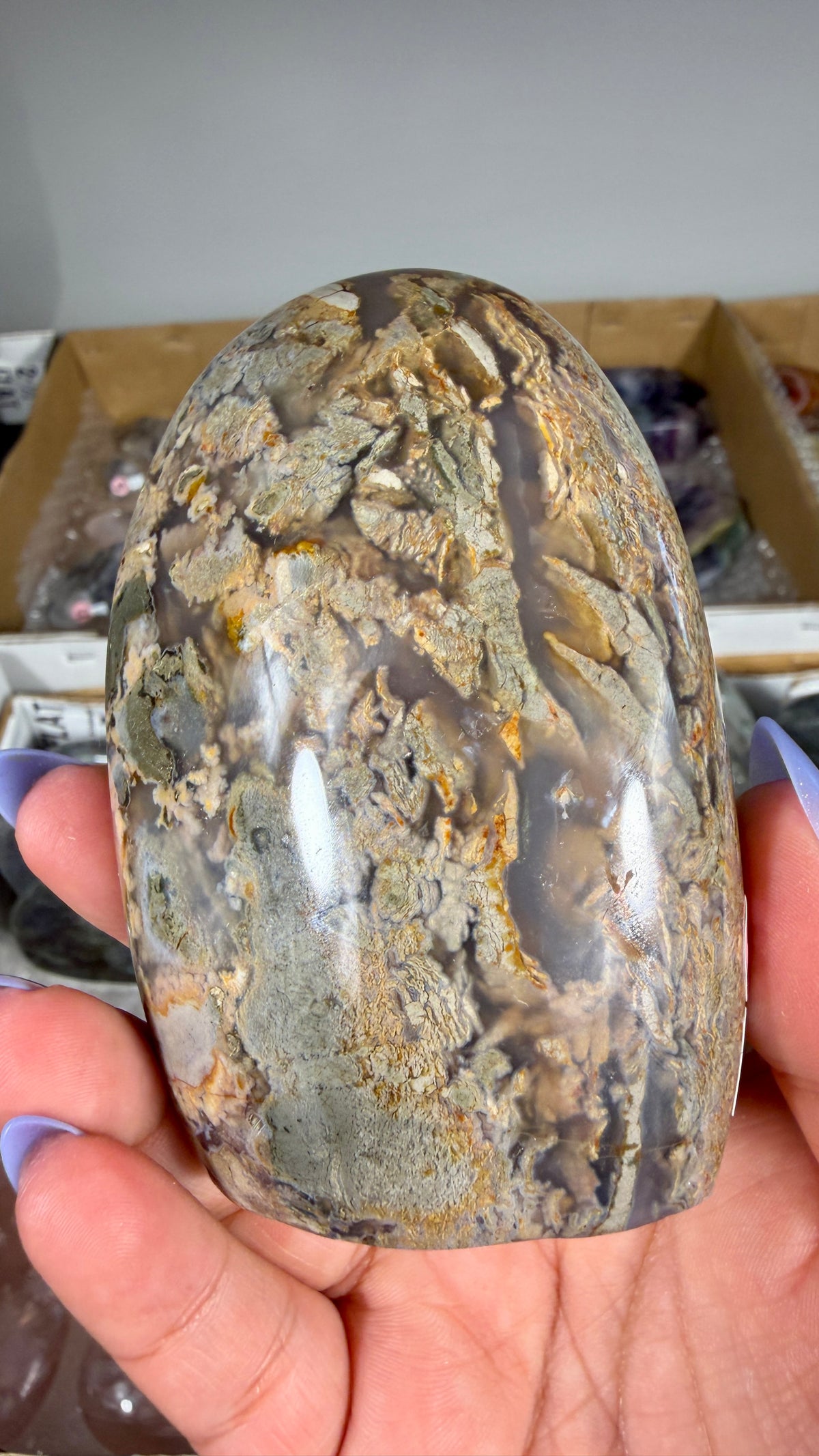 Gorgeous Ibis Jasper Freeform | Opt 26