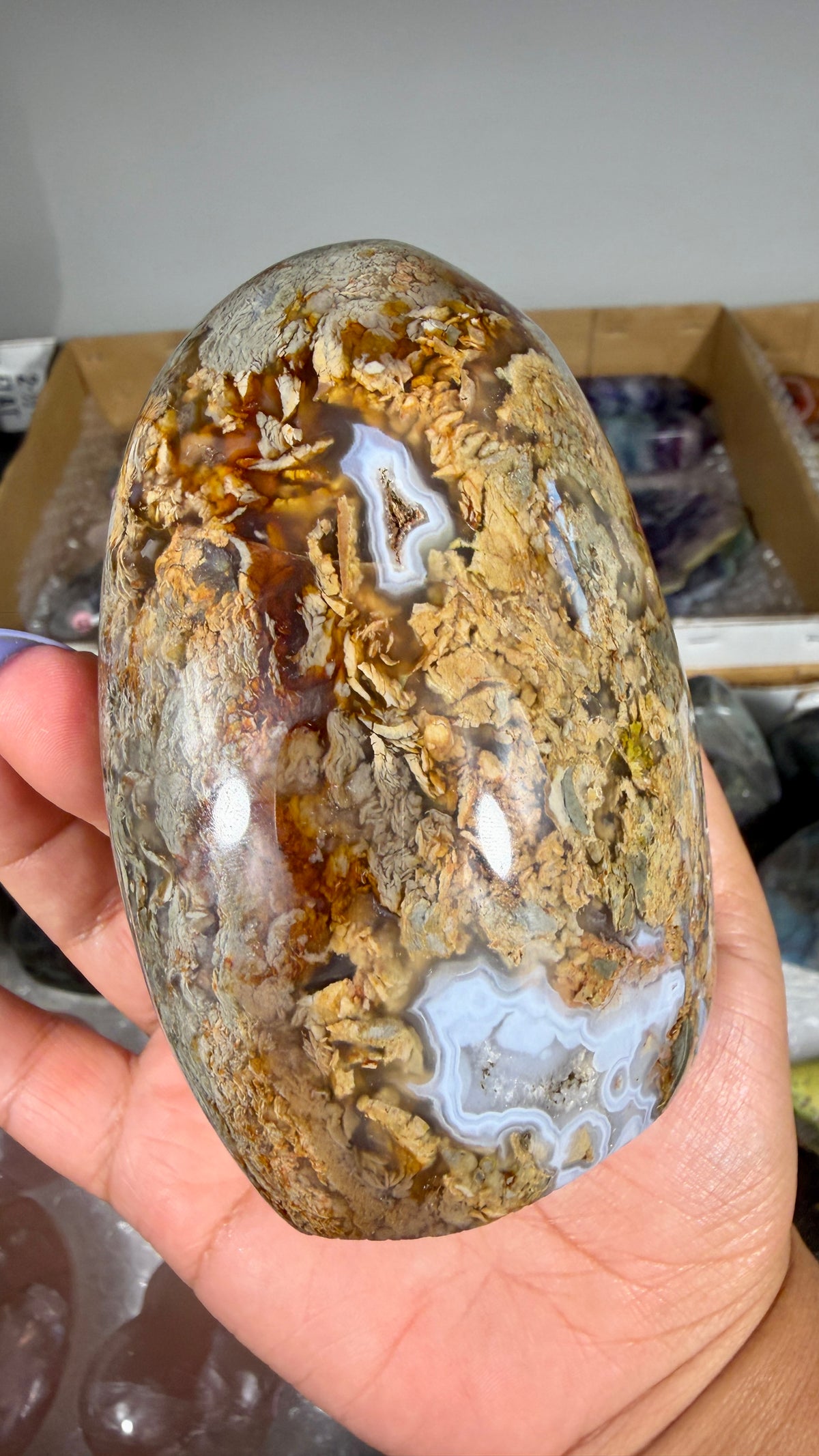 Gorgeous Ibis Jasper Freeform | Opt 22