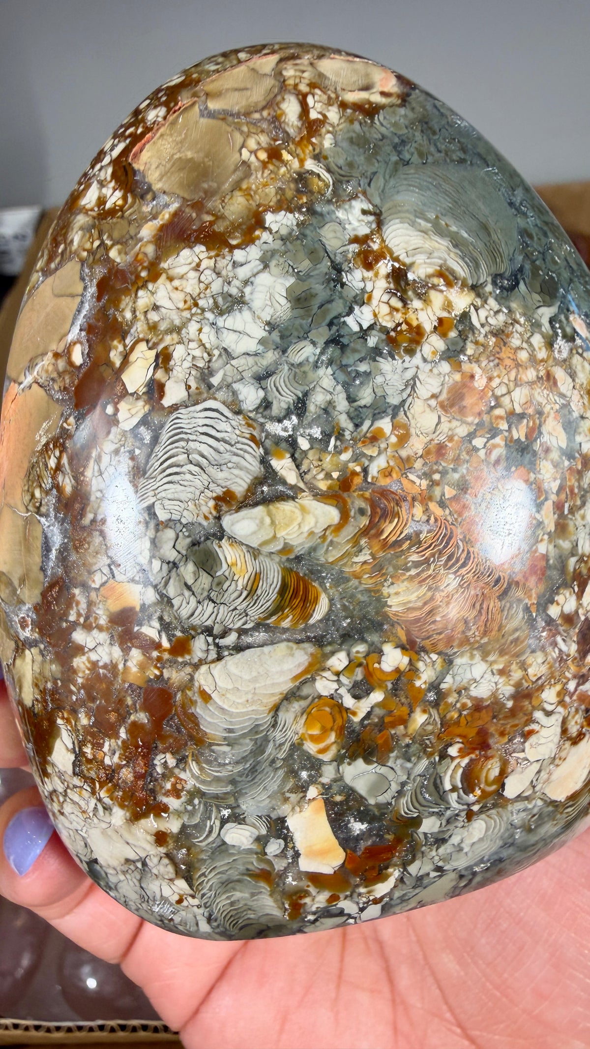 Gorgeous Ibis Jasper Freeform | Opt 20