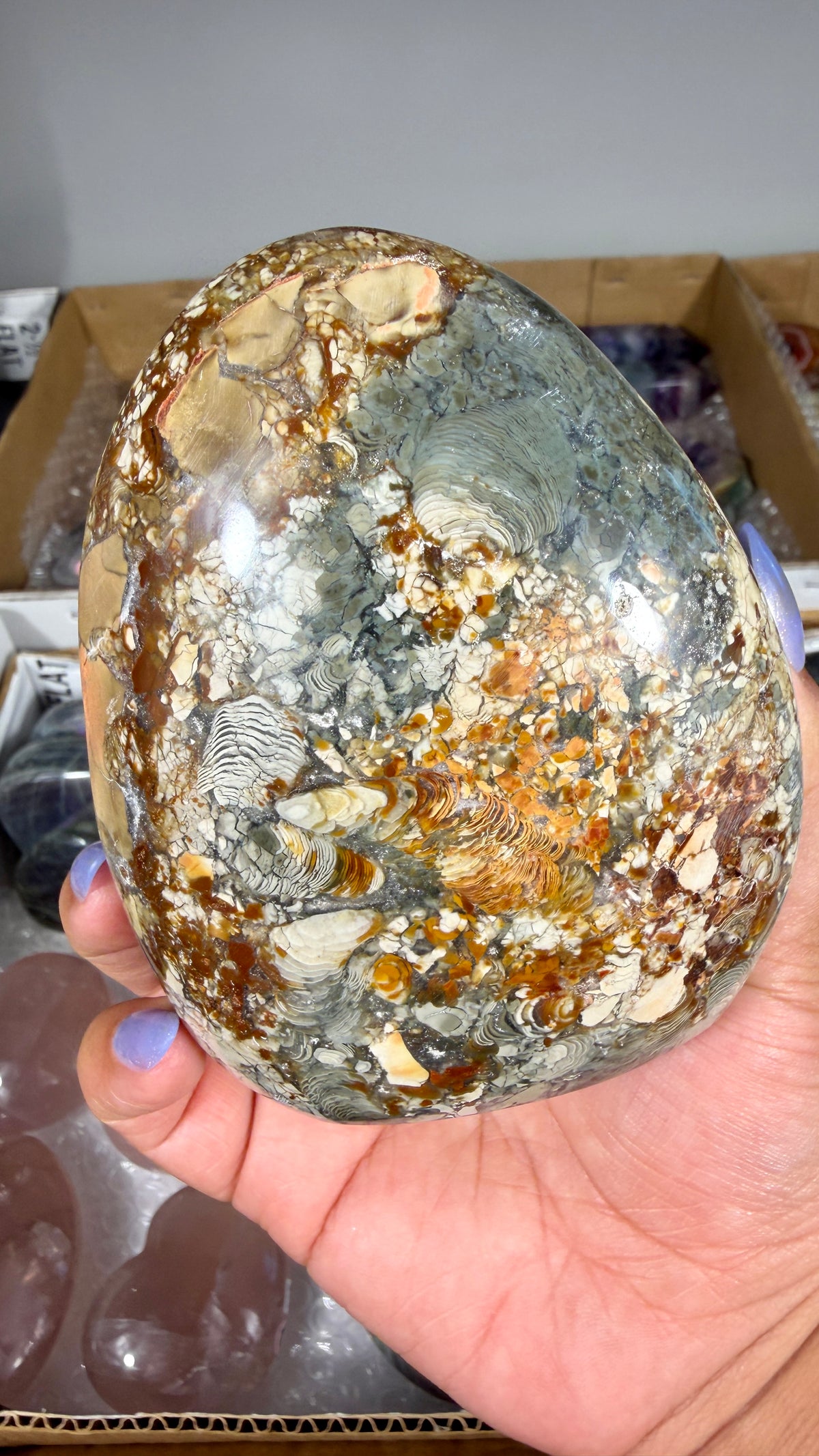 Gorgeous Ibis Jasper Freeform | Opt 20