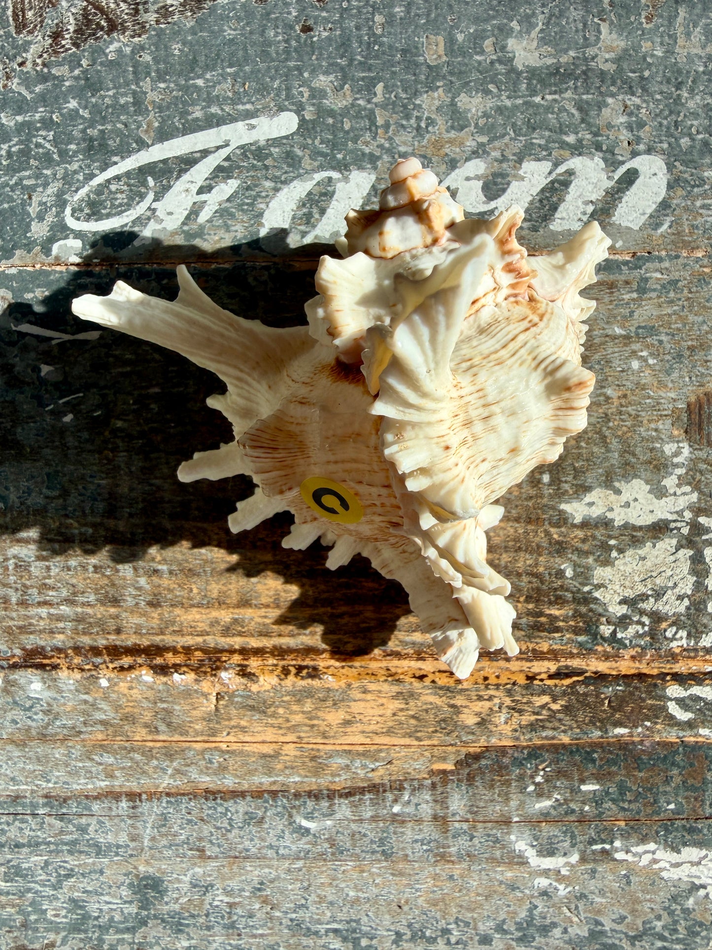 Gorgeous Decorative Natural Murex Shell | Opt C