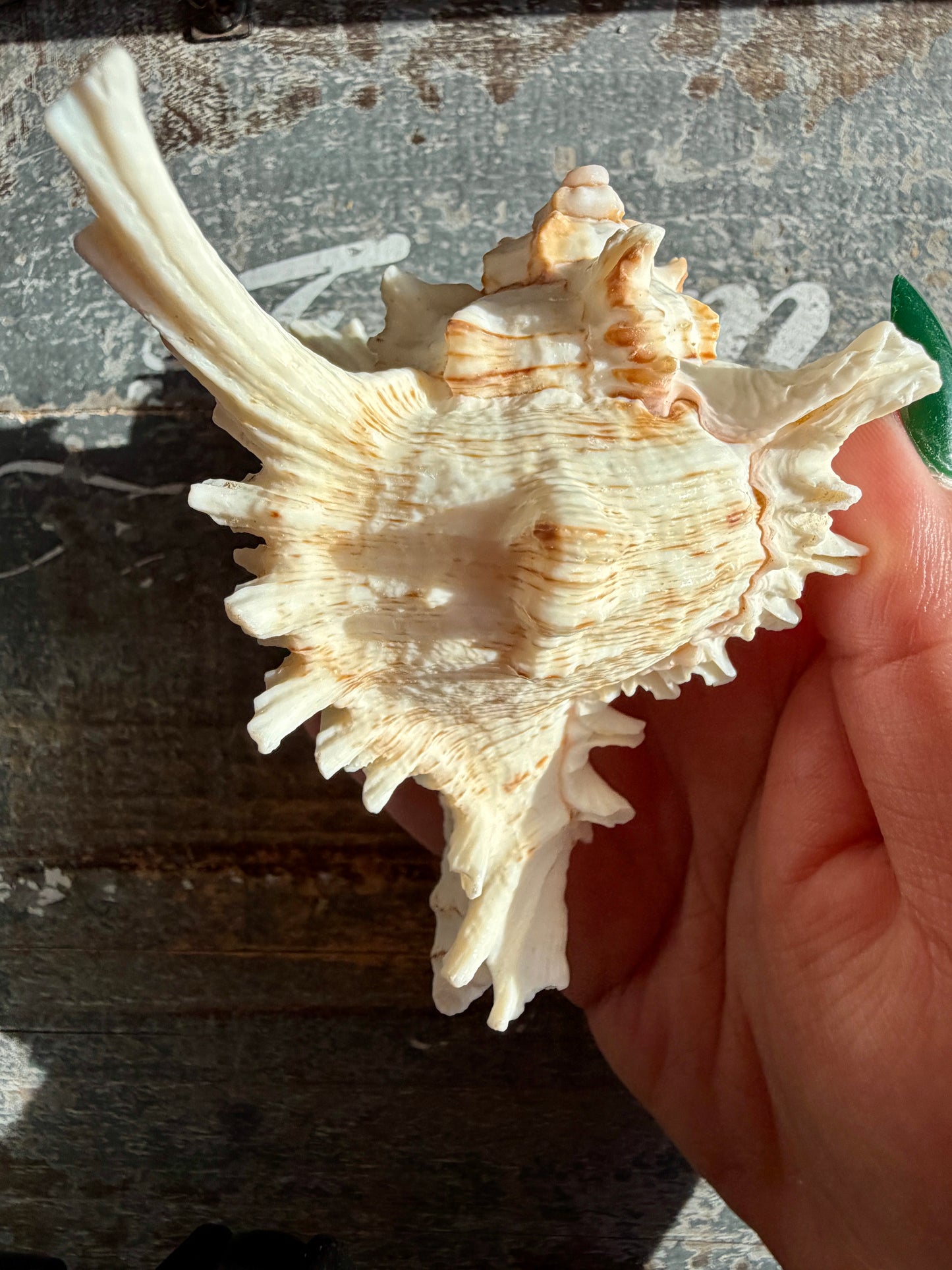 Gorgeous Decorative Natural Murex Shell | Opt C