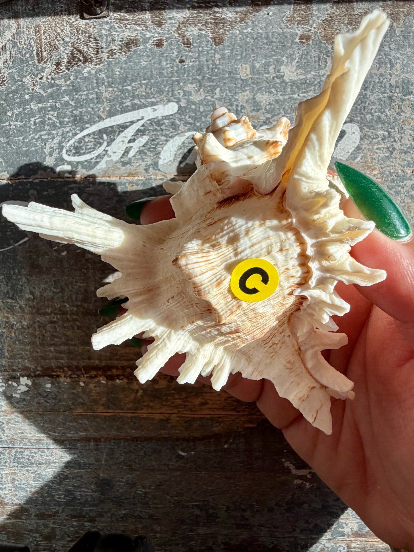 Gorgeous Decorative Natural Murex Shell | Opt C