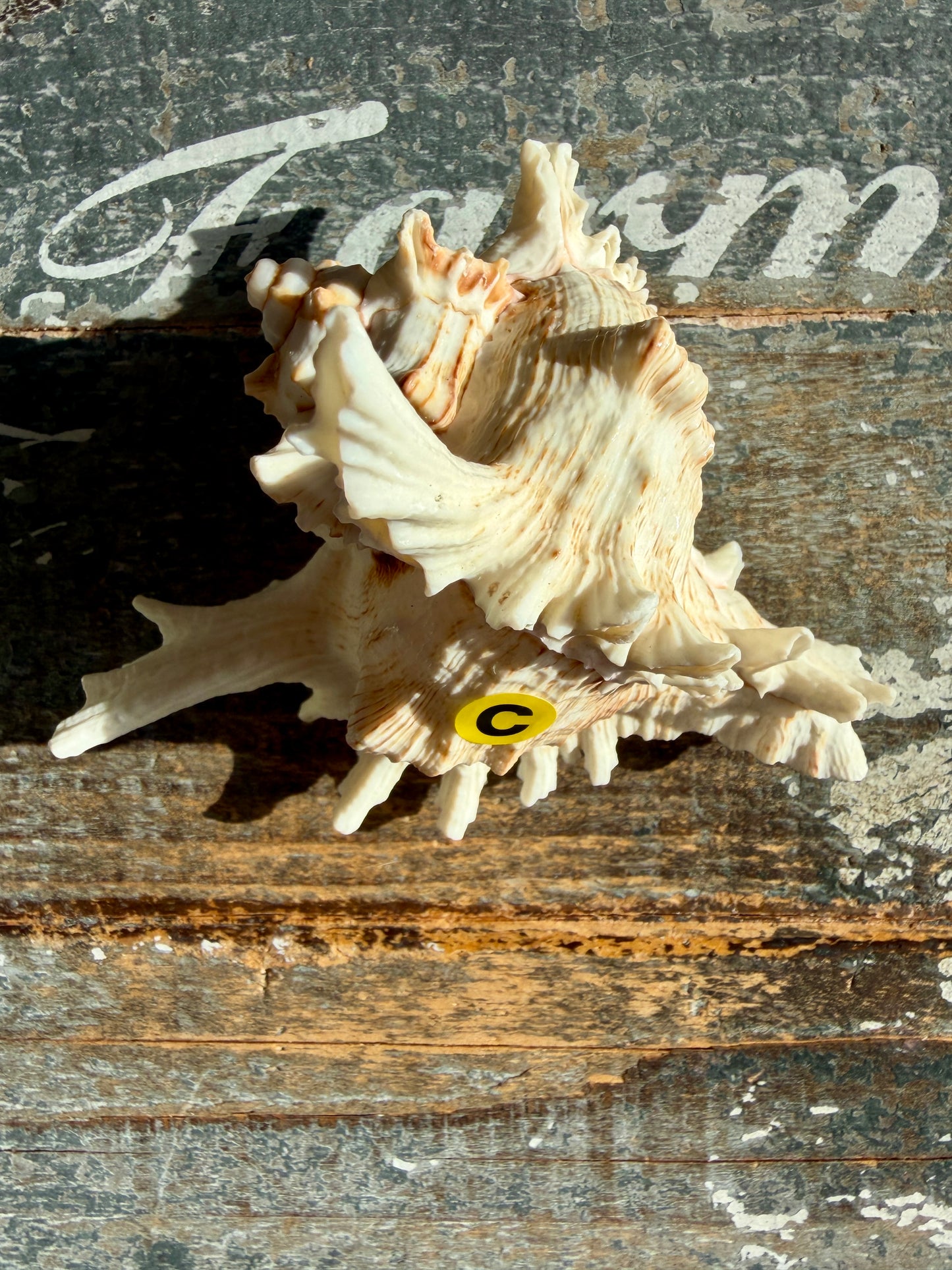 Gorgeous Decorative Natural Murex Shell | Opt C