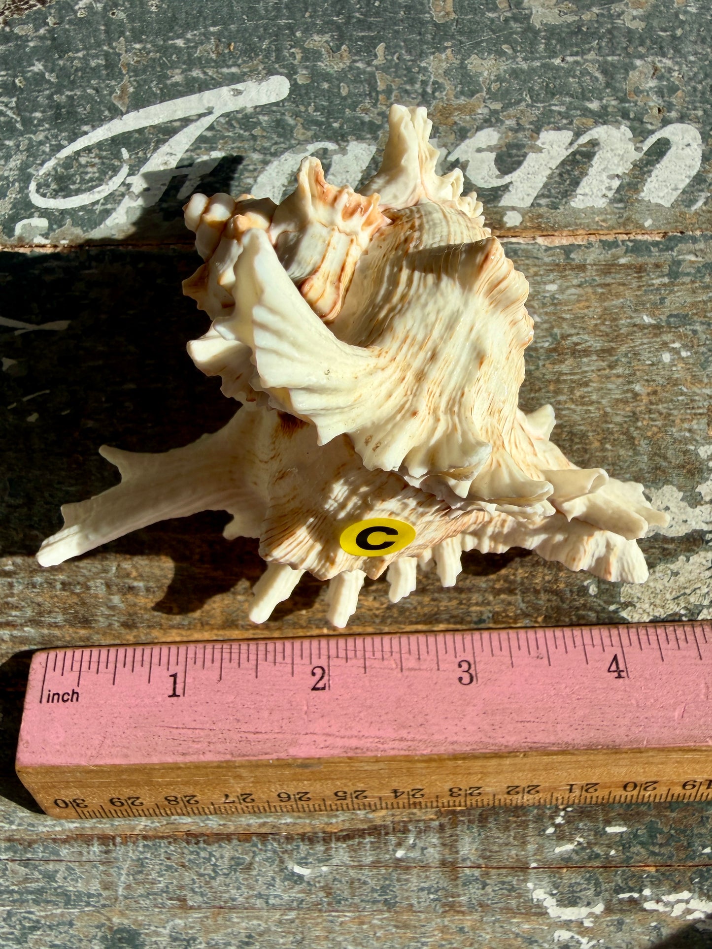 Gorgeous Decorative Natural Murex Shell | Opt C
