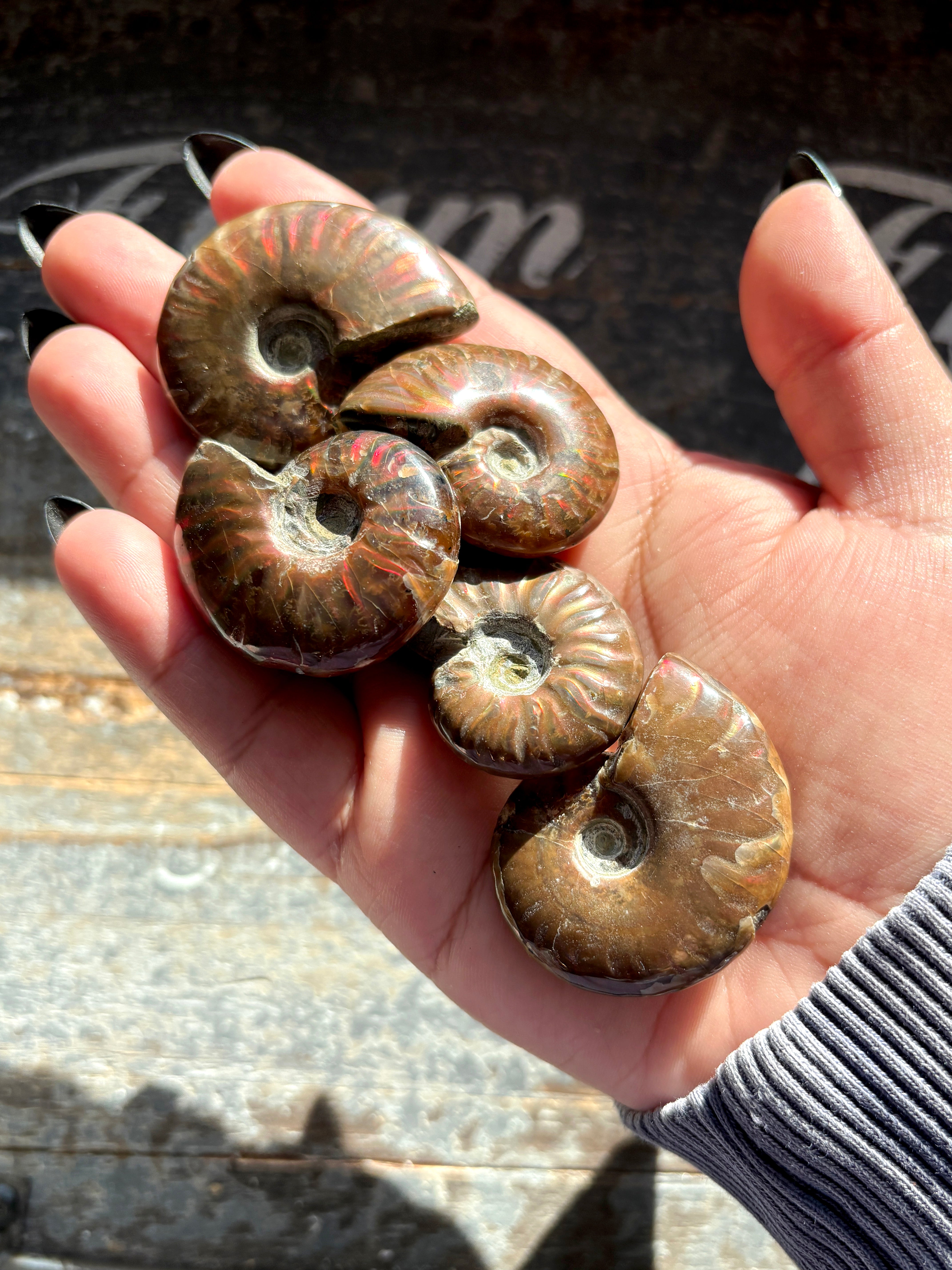 One (1) Gorgeous Iridescent Ammonite Shell – Coldbrewcrystals