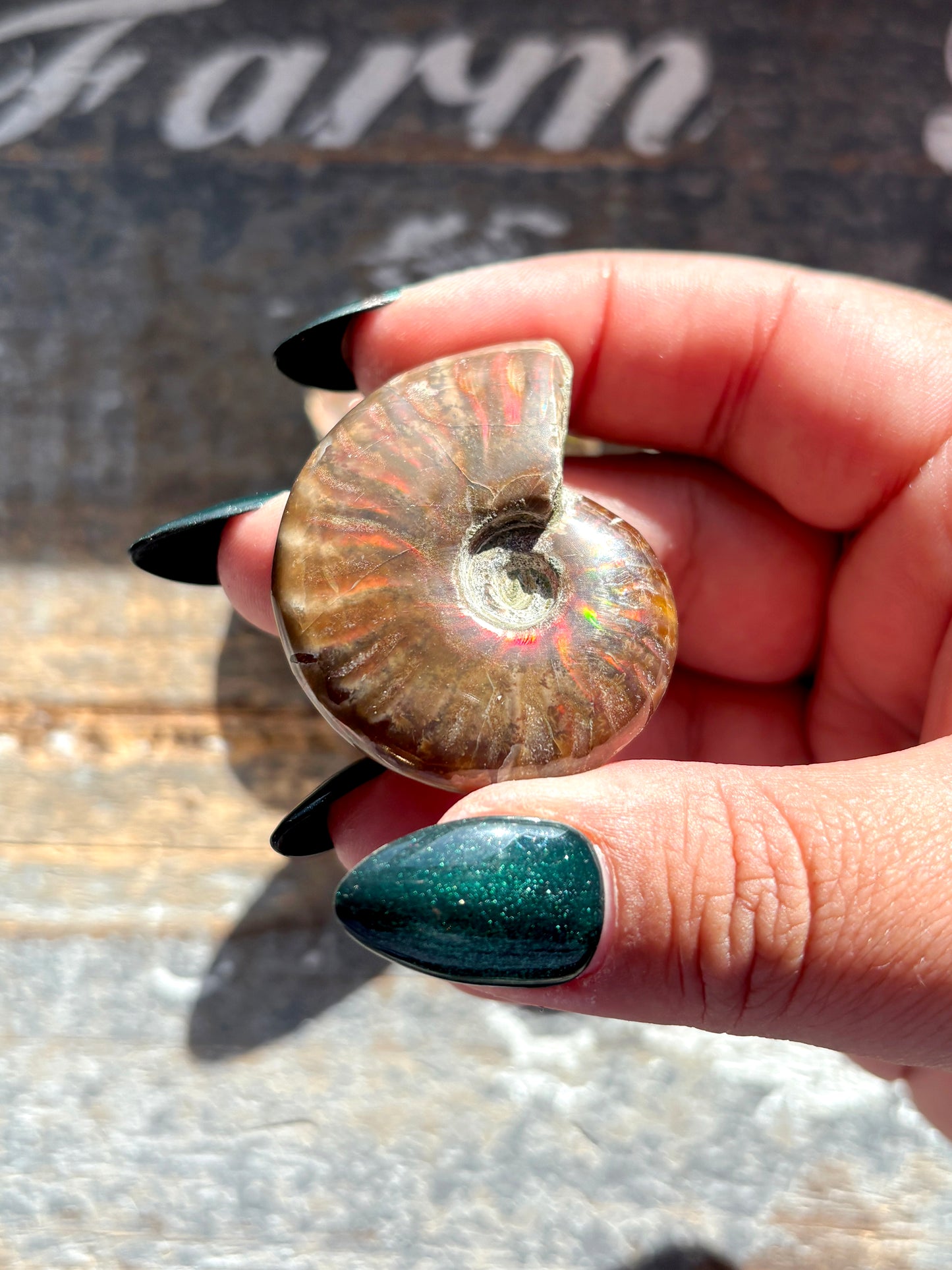 One (1) Gorgeous Iridescent Ammonite Shell