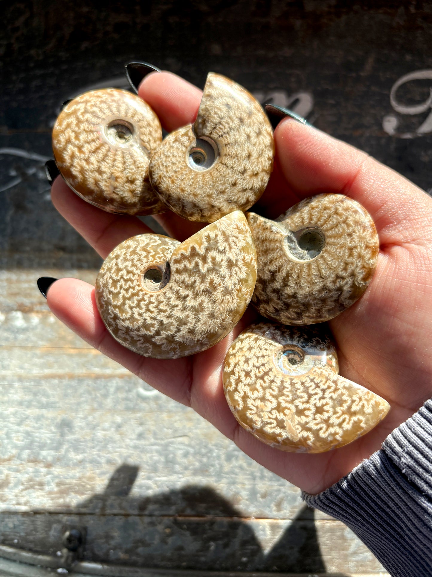 One (1) Gorgeous Patterned Ammonite