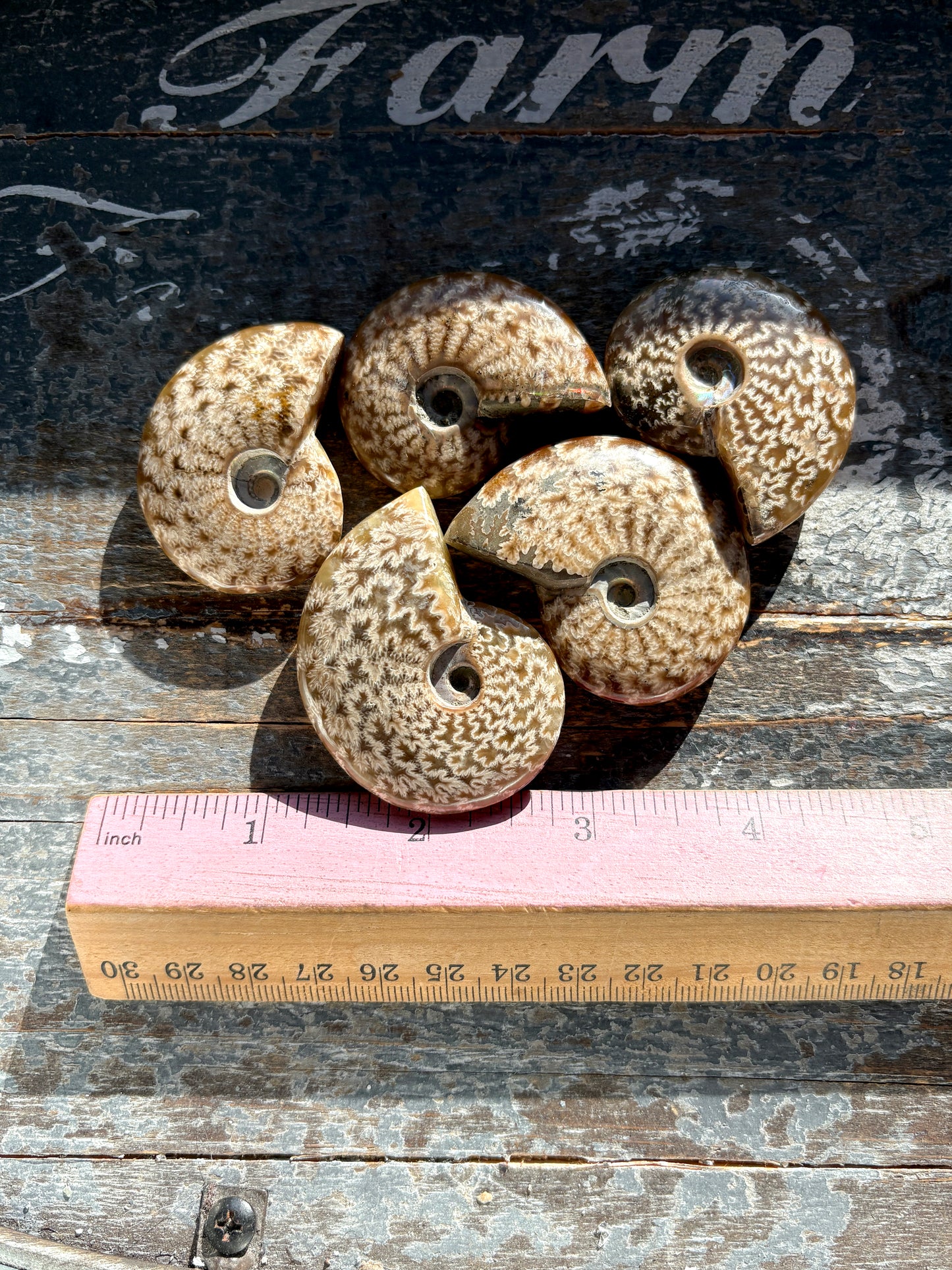 One (1) Gorgeous Patterned Ammonite