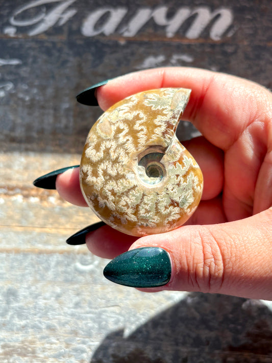 Gorgeous Patterned Ammonite