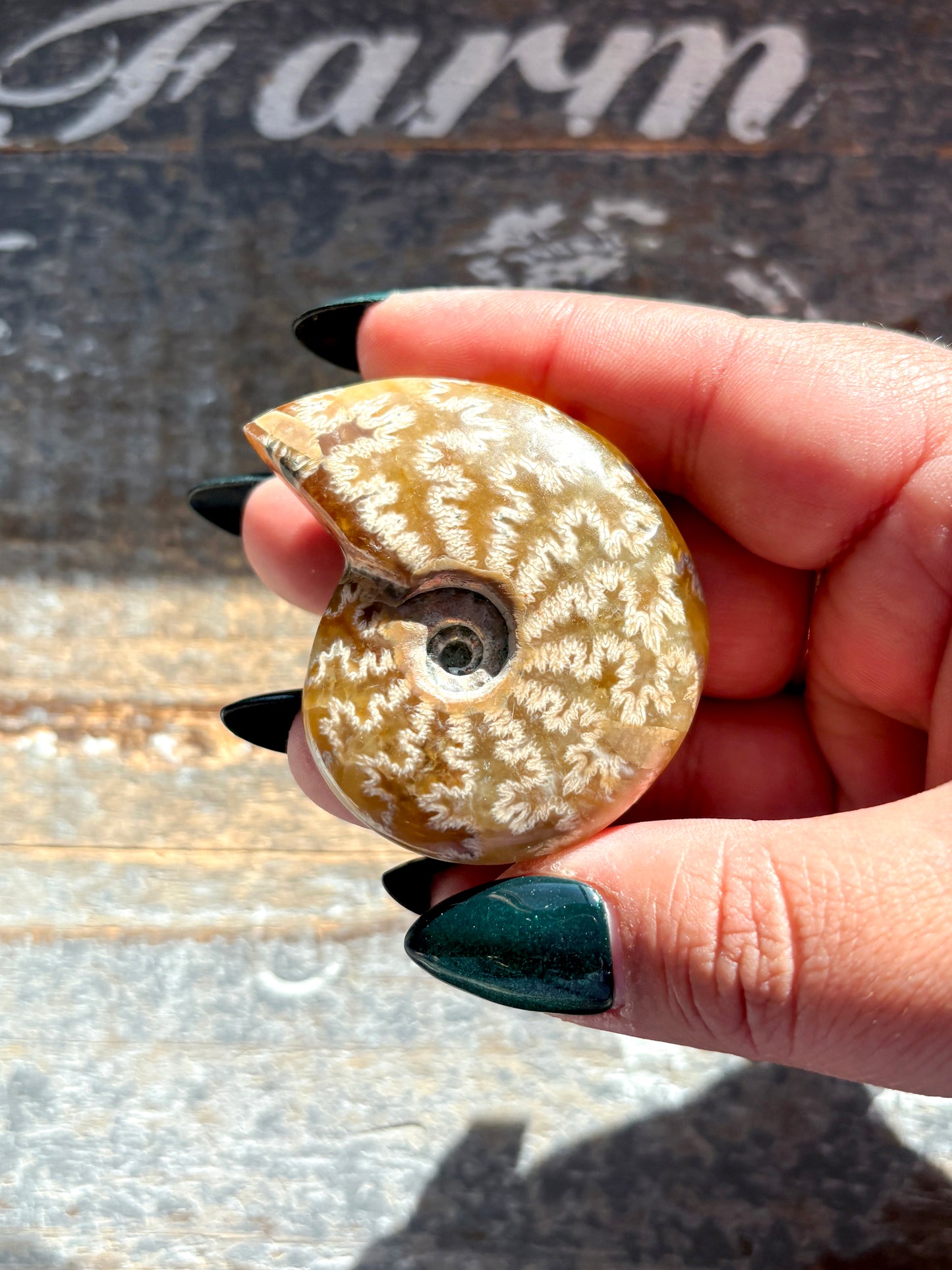 Gorgeous Patterned Ammonite