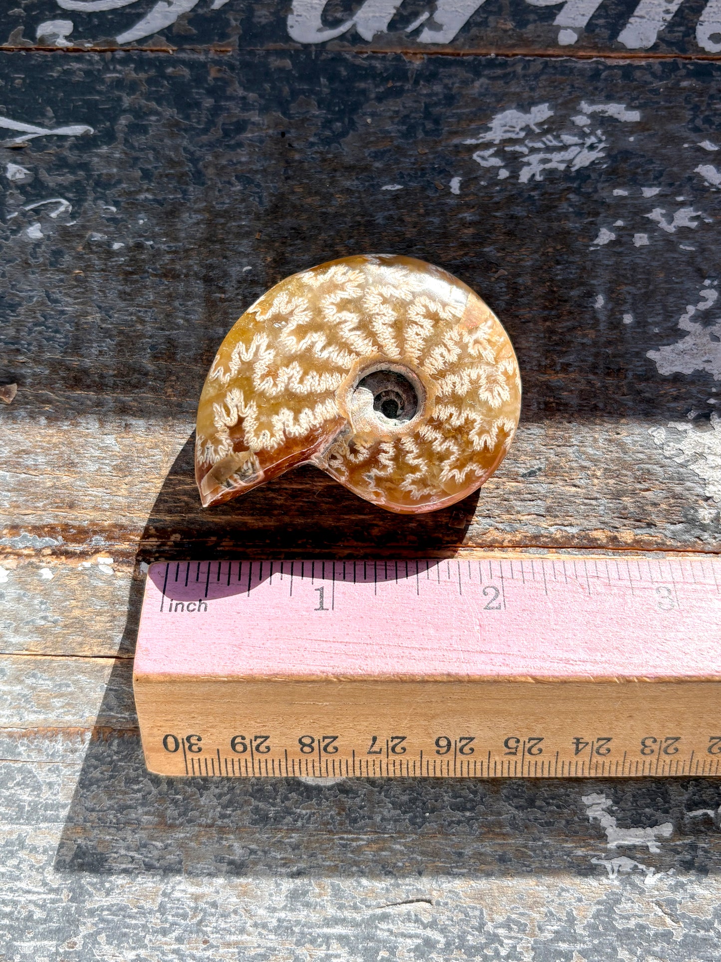 Gorgeous Patterned Ammonite